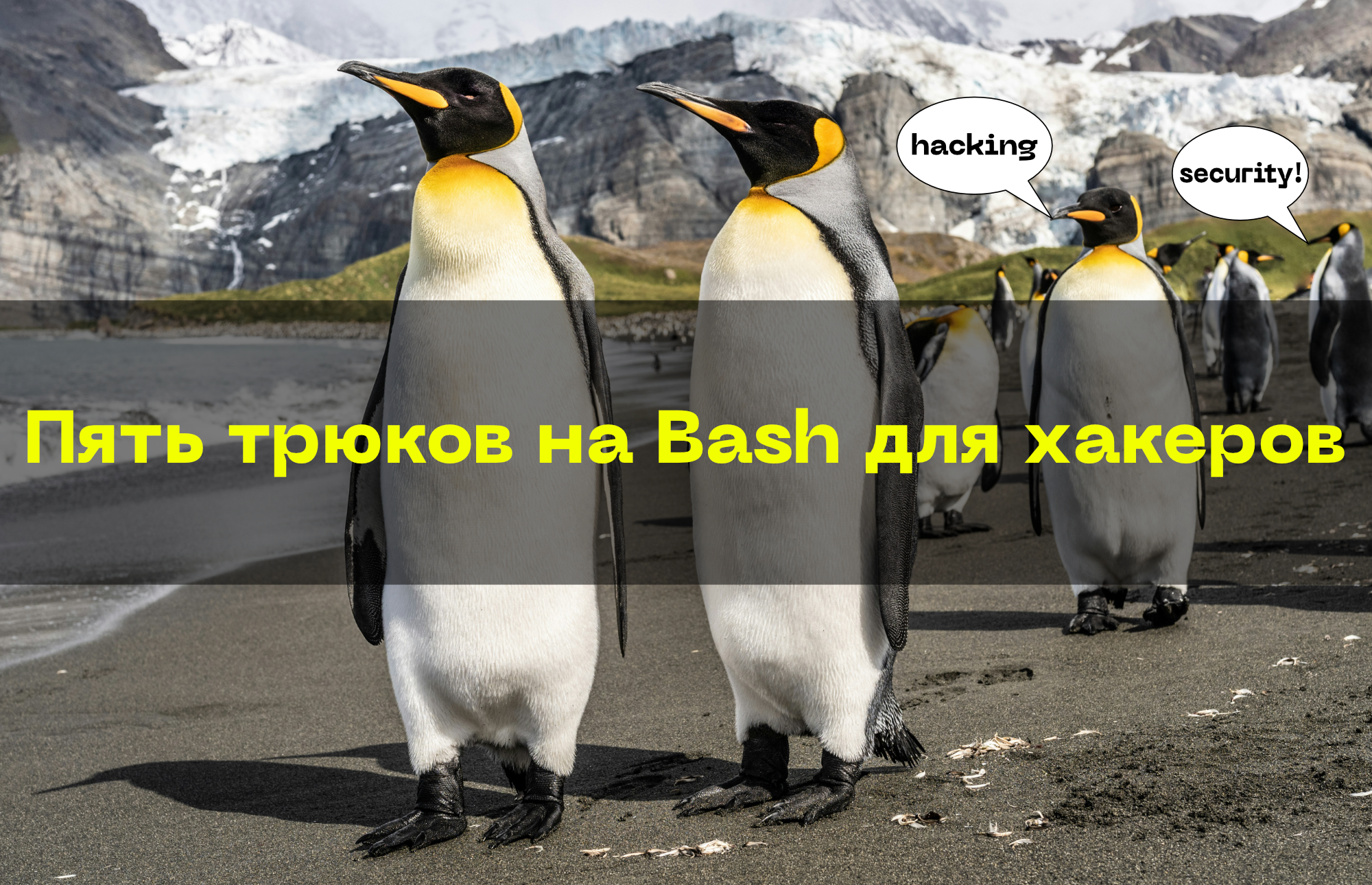 Пять трюков на Bash для хакеров